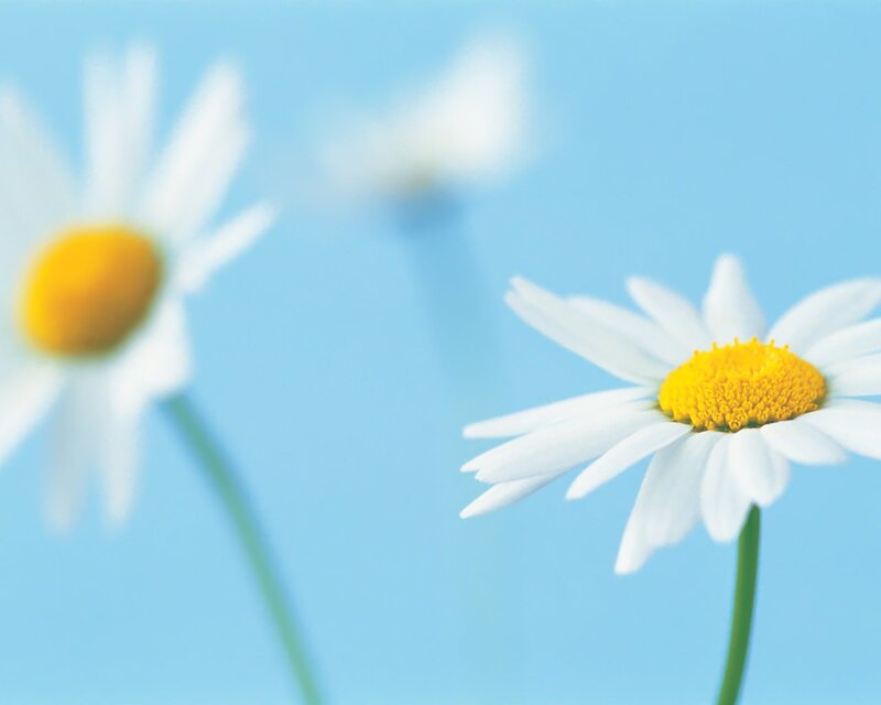 Daisies Against Blue Sky — Serene, Morning
