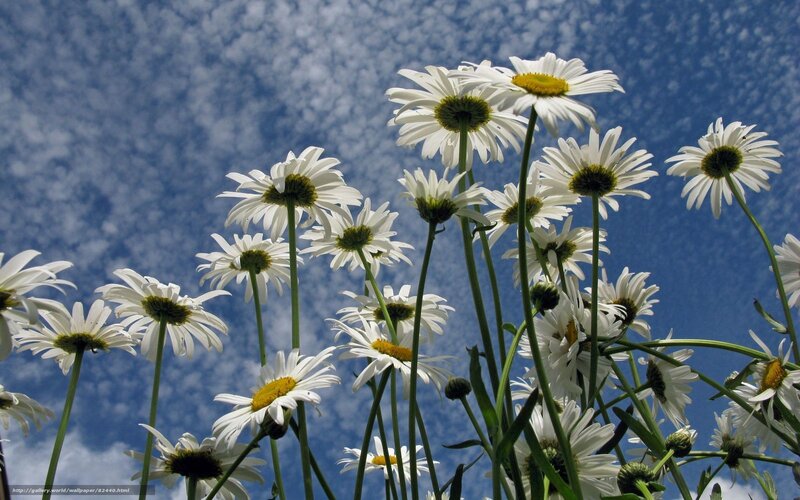 Daisies Against Blue Sky — Serene