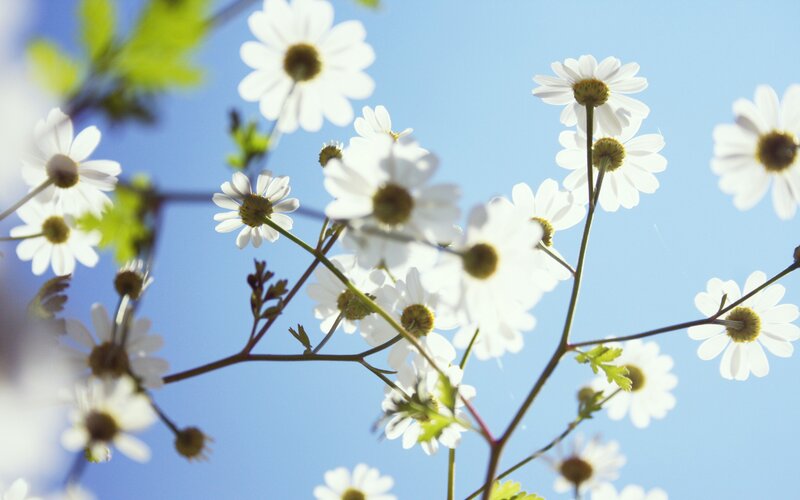 Daisies Against Blue Sky — White