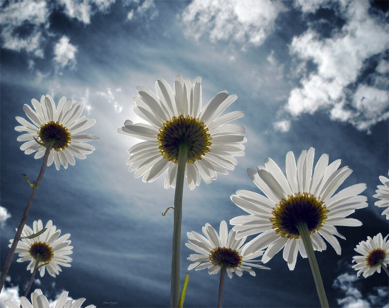 Daisies Against Cloudy Sky