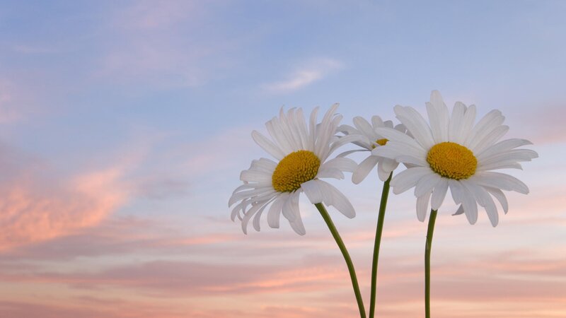 Daisies Against Sky