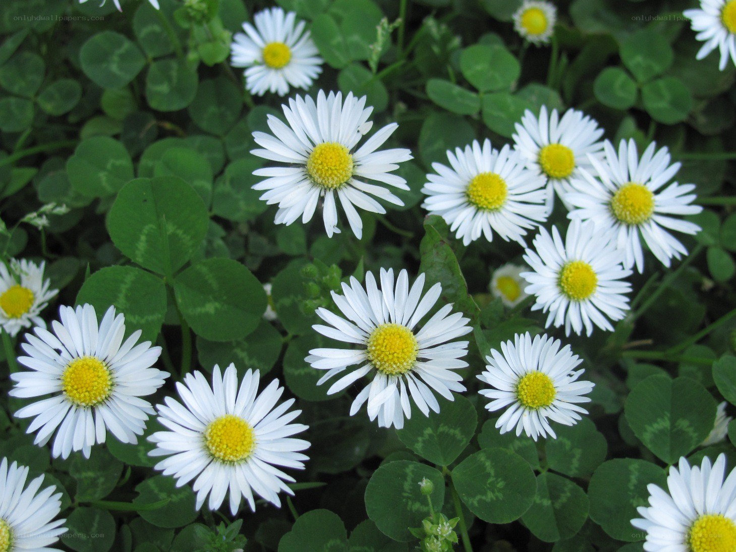 daisies among clover