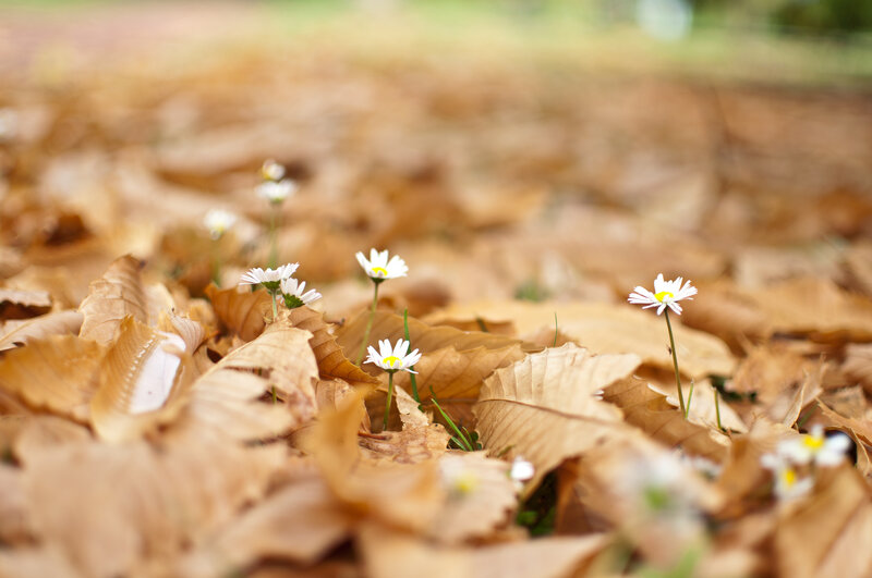 Daisies Among Leaves — Brown