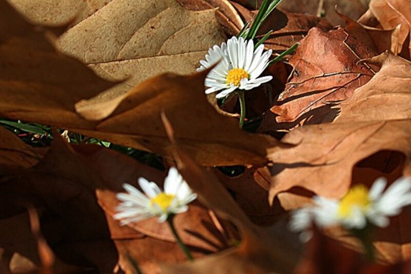Daisies Among Leaves