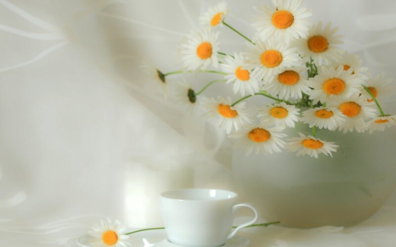 daisies and a teacup