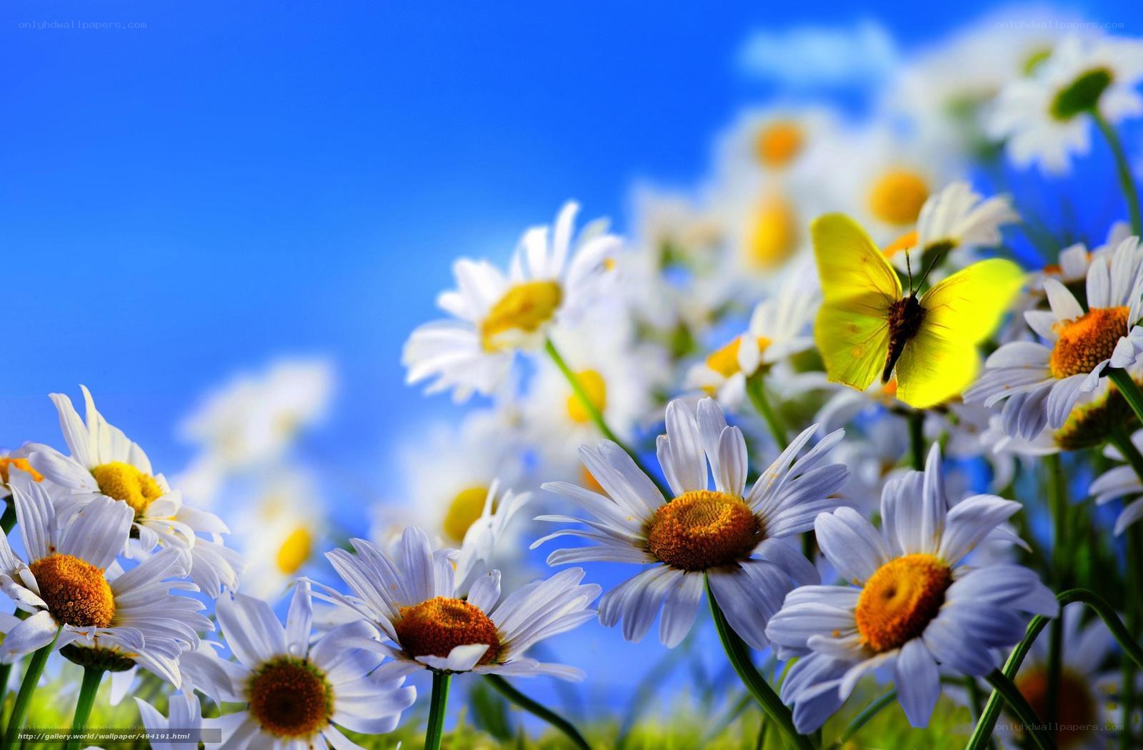 Daisies and a yellow butterfly