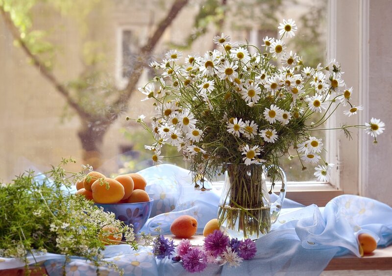 Daisies and Apricots — White