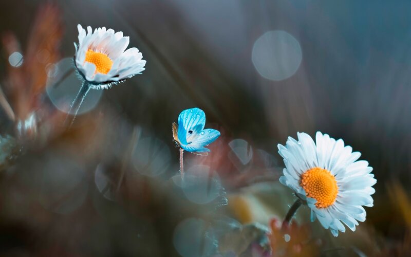 Daisies and Blue Butterfly