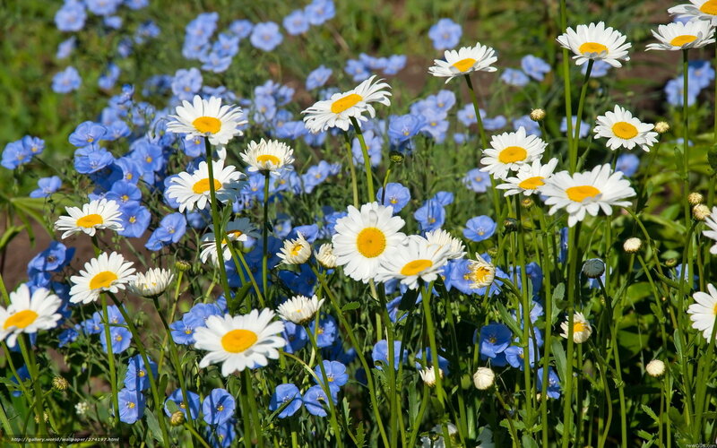 Daisies and blue flowers in a field