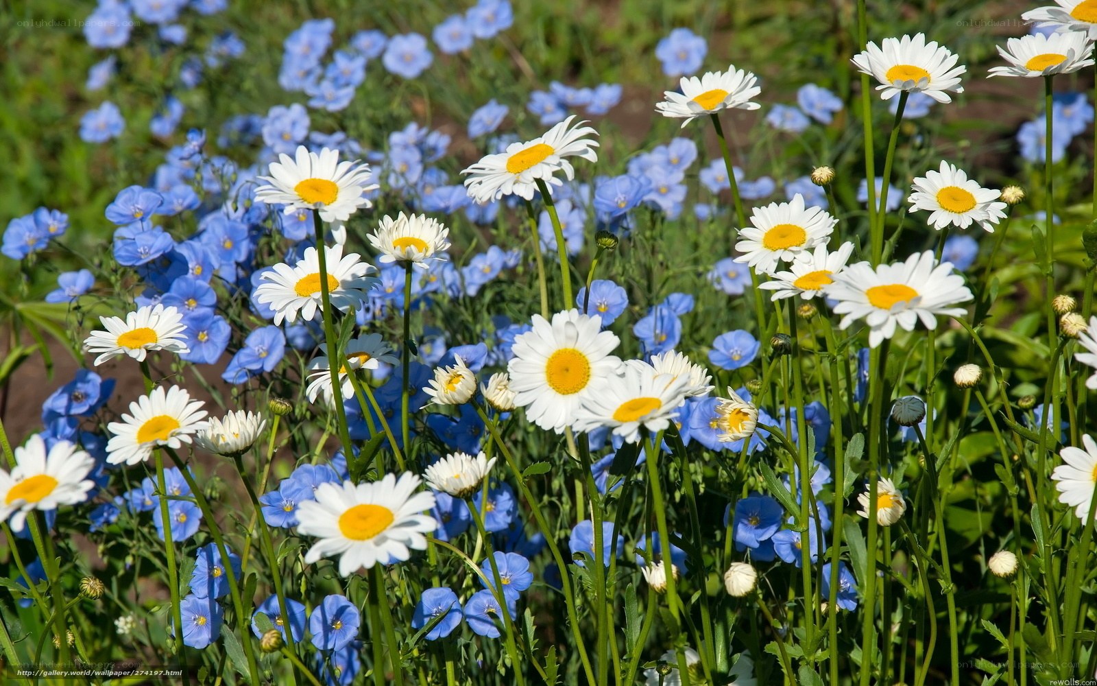 Daisies and blue flowers in a field