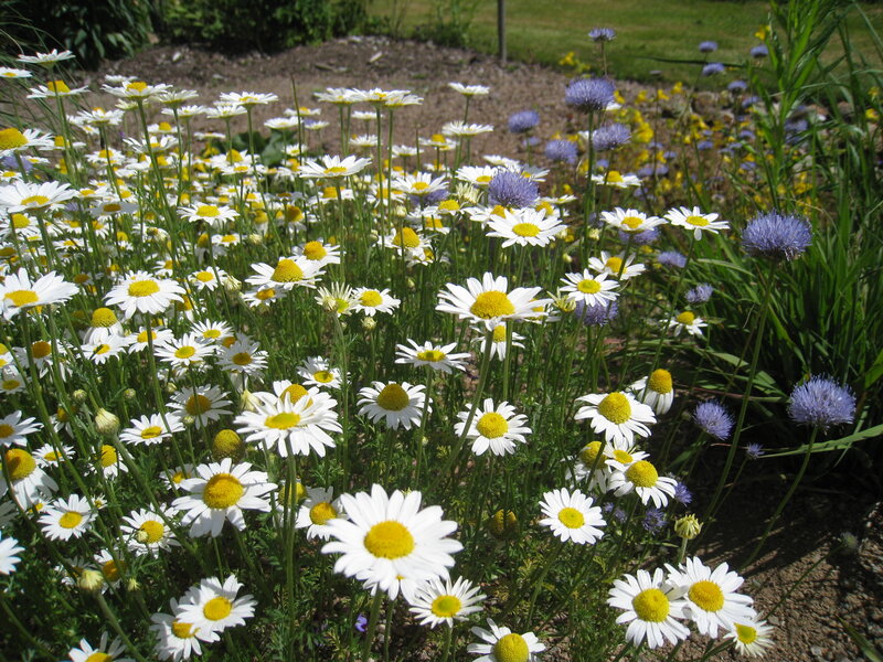 Daisies and Blue Flowers — White, Serene