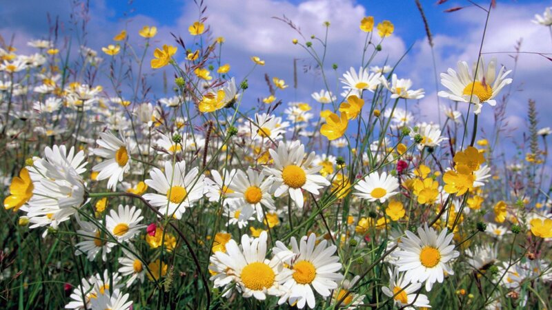 Daisies and buttercups in a field