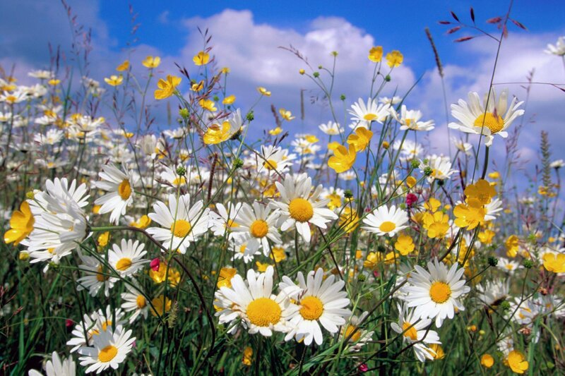 Daisies and Buttercups — White, Serene, Afternoon
