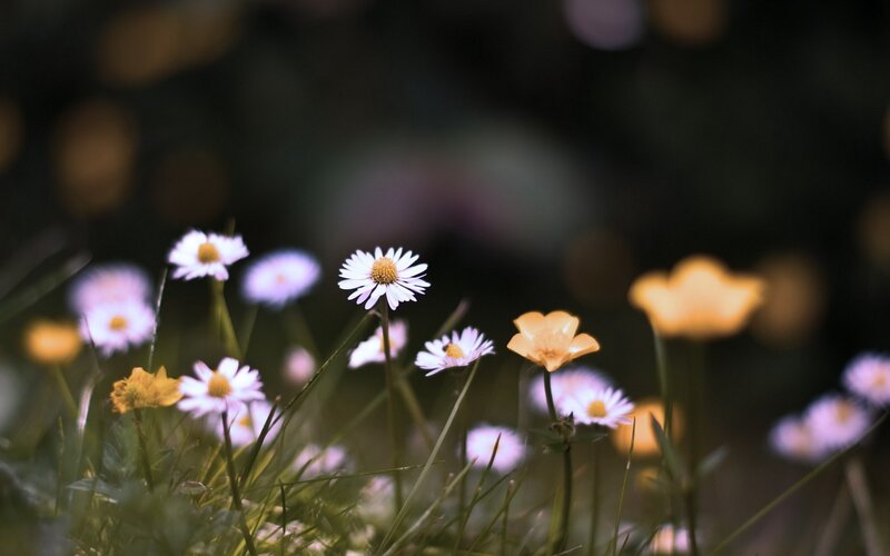 Daisies and Buttercups — White, Serene, Spring, Photograph
