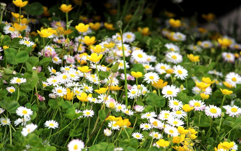 Daisies and Buttercups — White, Serene, Spring