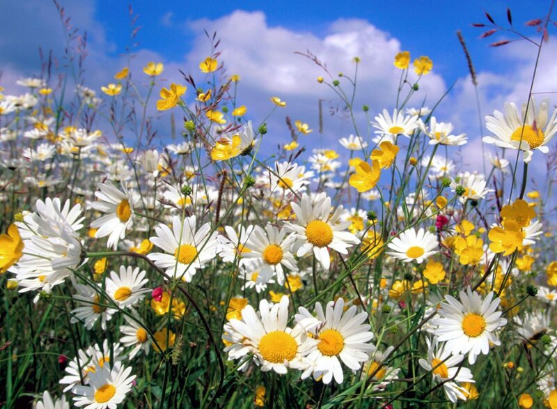 Daisies and Buttercups — White, Serene, Summer
