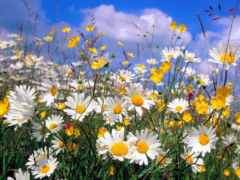 Daisies and Buttercups — White, Serene