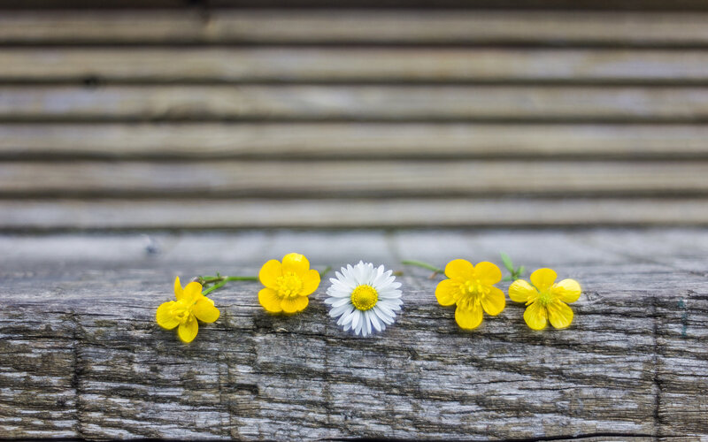 Daisies and Buttercups — Yellow