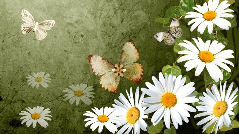 Daisies and Butterflies — Green