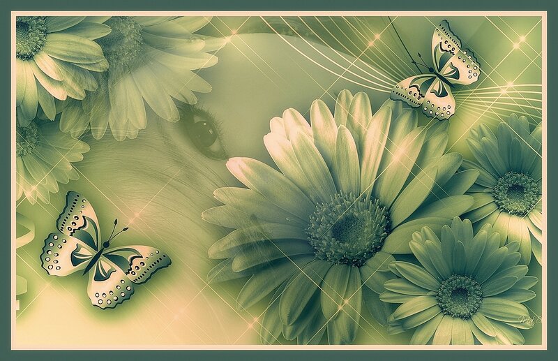 Daisies and Butterflies