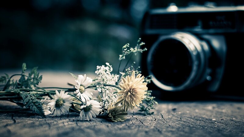 Daisies and Camera