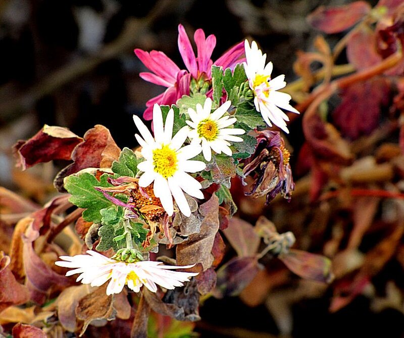 Daisies and Chrysanthemums