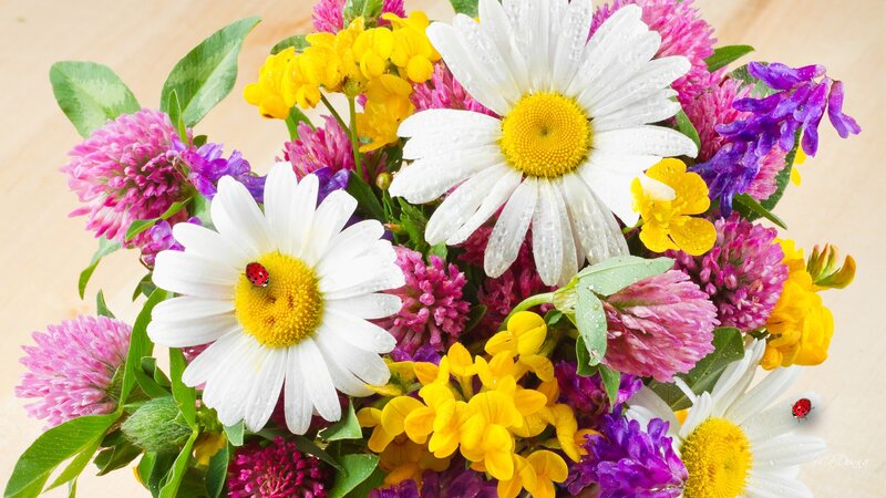 Daisies and Clover Bouquet