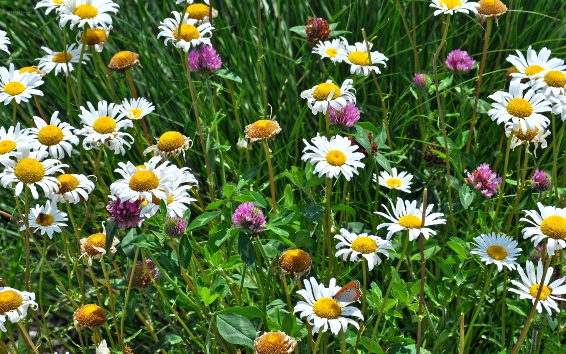 Daisies and clover in a meadow