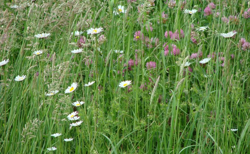 Daisies and clover in a meadow