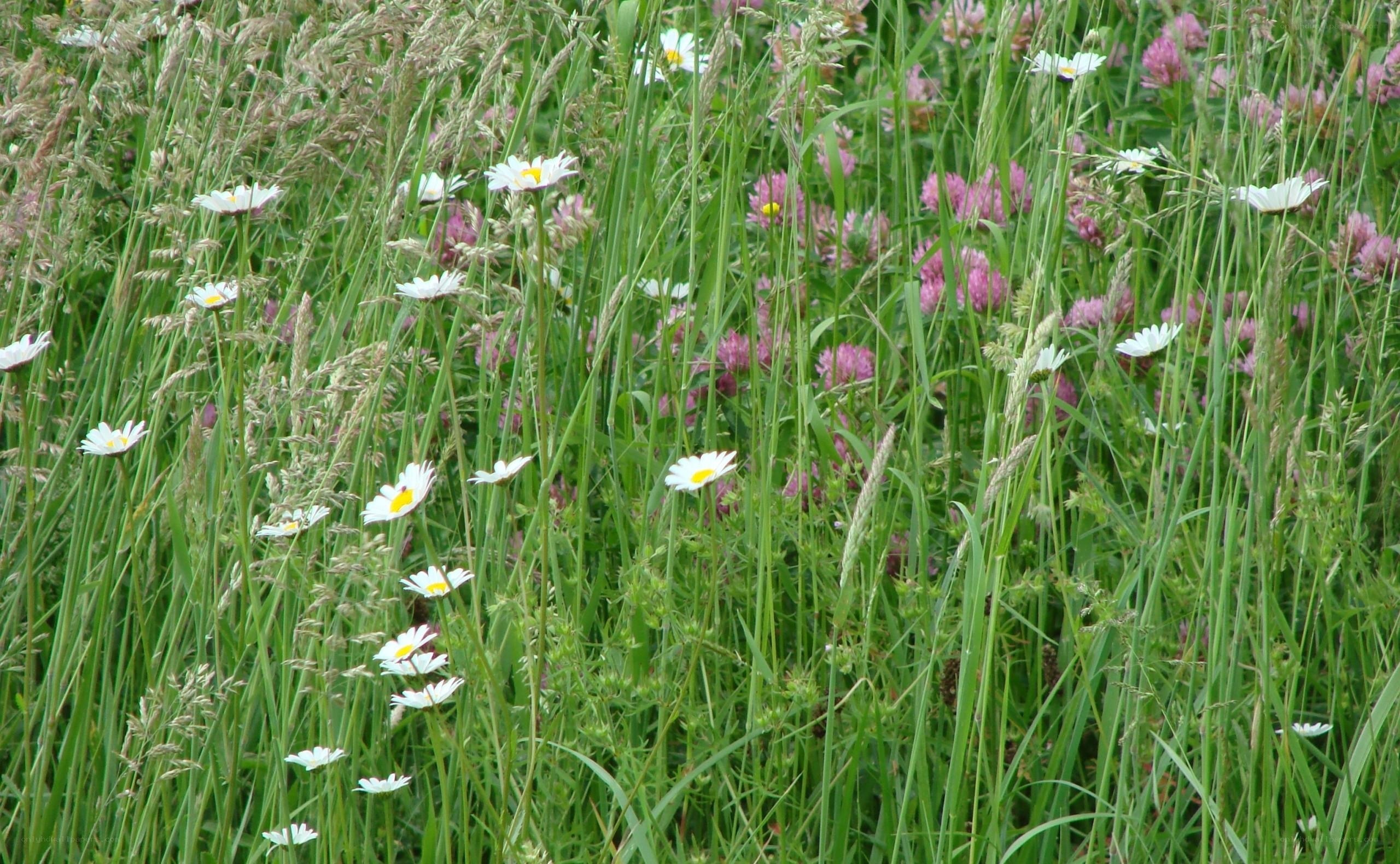 Daisies and clover in a meadow