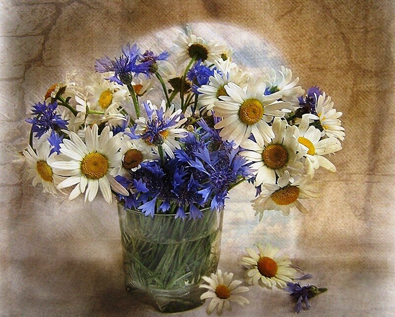 Daisies and Cornflowers in Vase