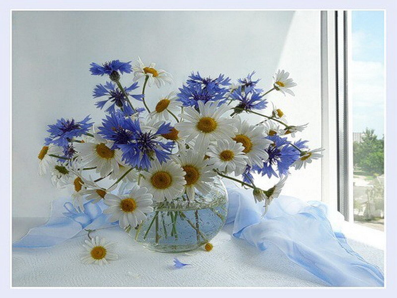 Daisies and Cornflowers in Vase — White, Serene