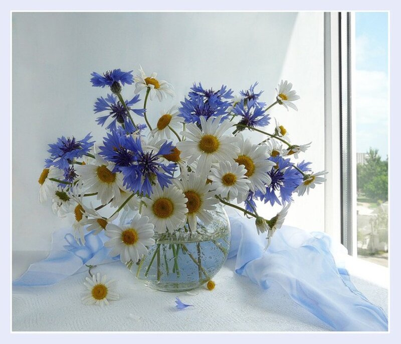 Daisies and Cornflowers in Vase — White