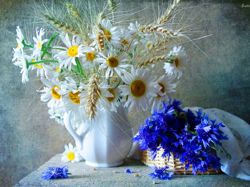 Daisies and Cornflowers