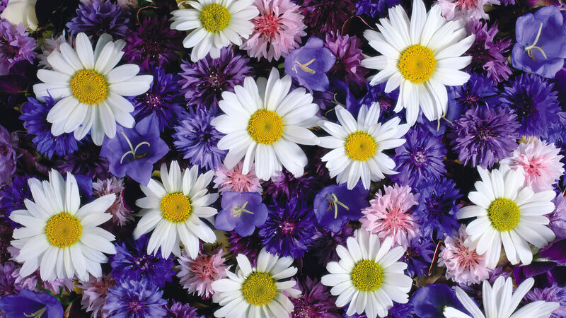 Daisies and Cornflowers — White, Colorful