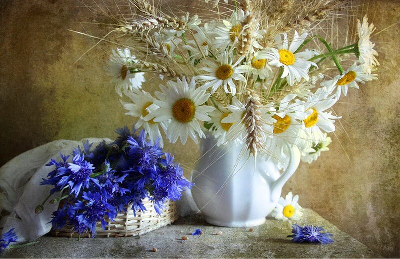 Daisies and Cornflowers — White, Serene, Photograph