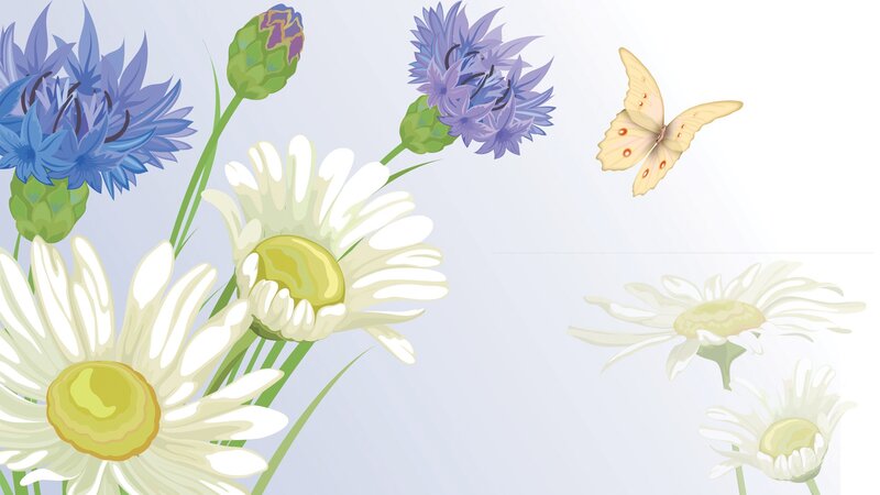 Daisies and Cornflowers — White, Serene, Spring