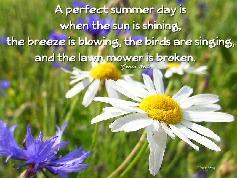 Daisies and Cornflowers — White, Serene, Summer