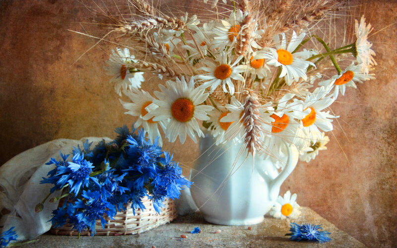 Daisies and Cornflowers — White, Serene