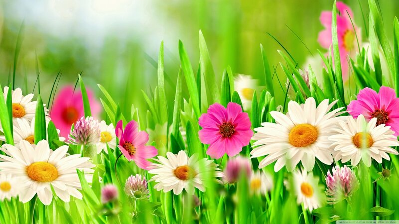 Daisies and Cosmos in Grass