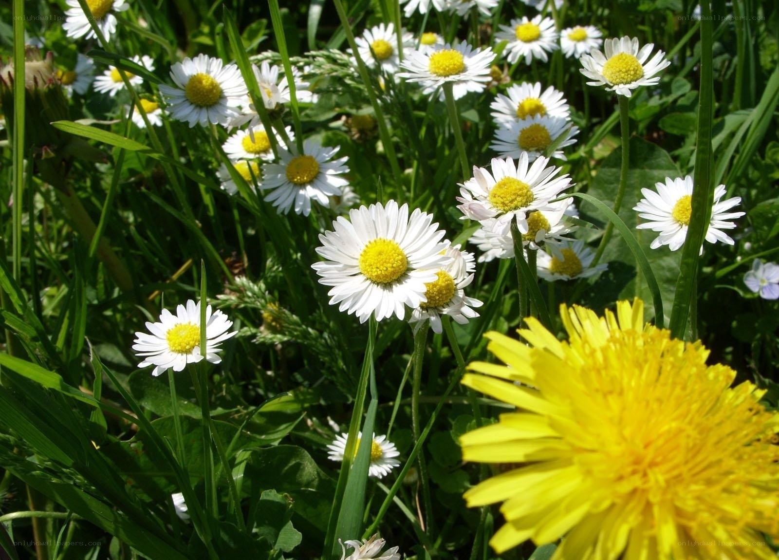Daisies and dandelions in a meadow