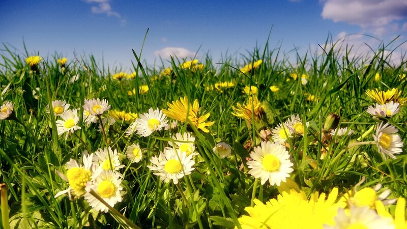 Daisies and Dandelions in Grass