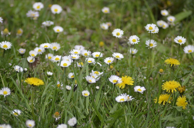 Daisies and Dandelions