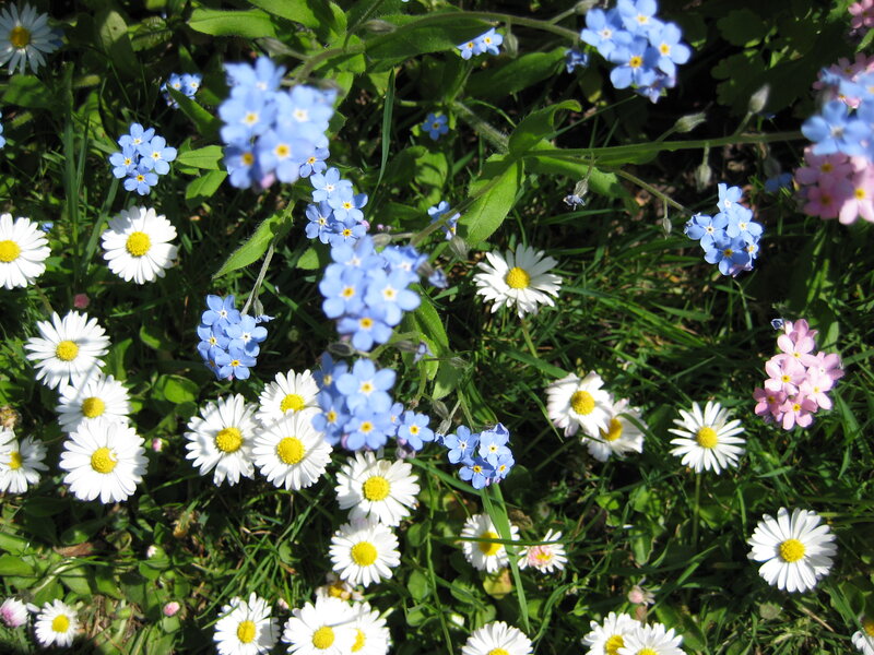Daisies and Forget-me-nots — White