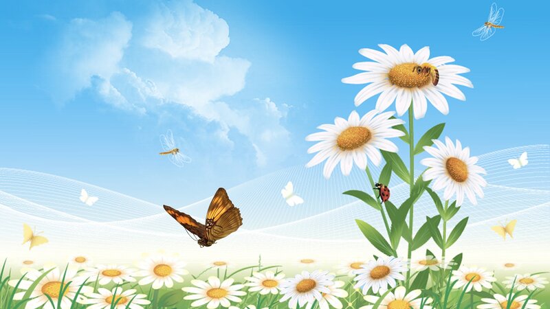 Daisies and Insects