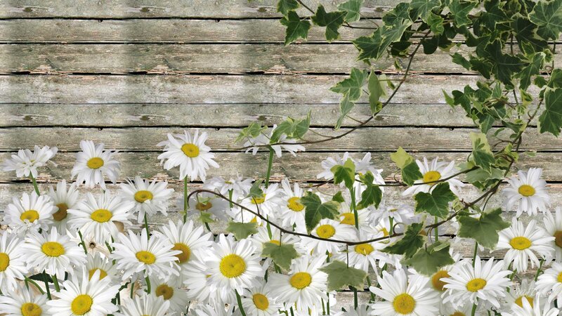 Daisies and Ivy on Wood