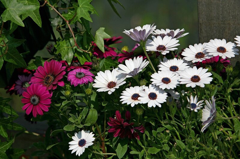 Daisies and Ivy