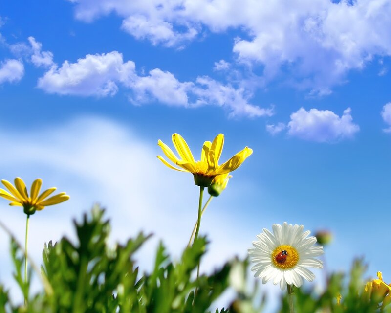 Daisies and Ladybug — Blue