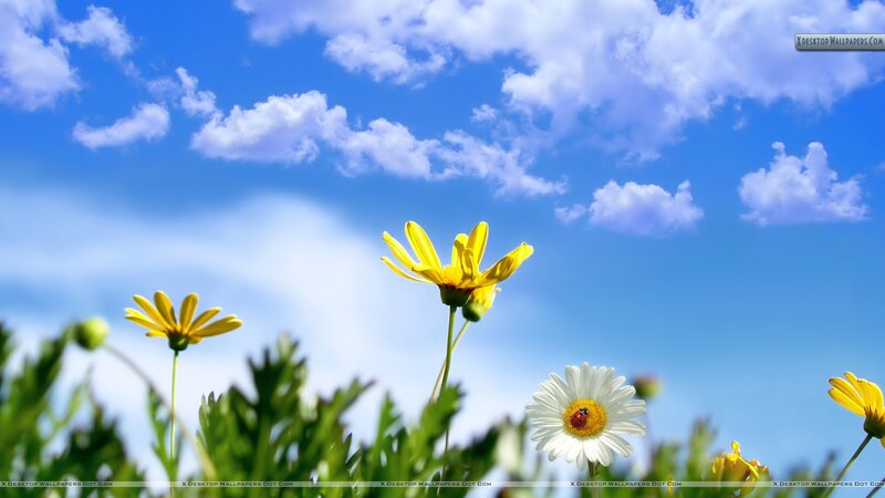 Daisies and Ladybug