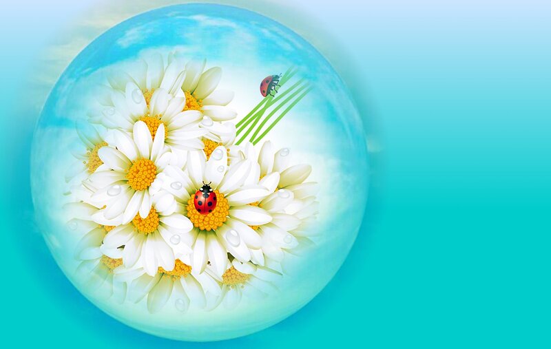 Daisies and Ladybugs — Blue